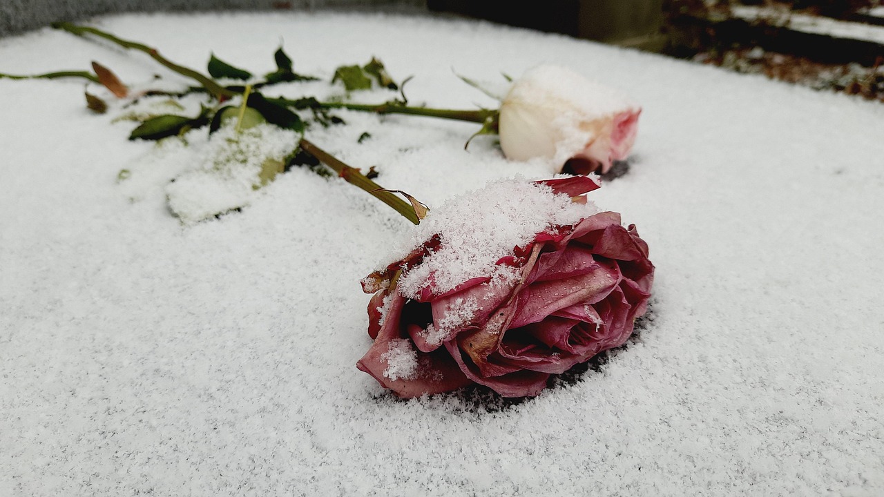 Ausschreibung Projekt Witwenrenten